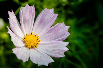 Cosmos flower