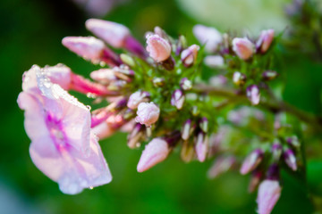 Phlox flower