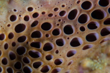 Abstract of Sponge on Coral Reef in Indonesia