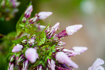 Phlox flower