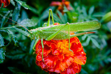 Grasshopper