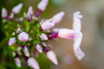 Phlox flower