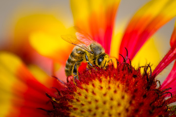 Bee on a flower