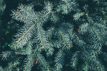 Christmas background. Green fir tree.