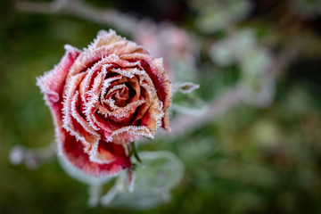 Winter in the garden. Hoarfrost on the petals of a pink rose