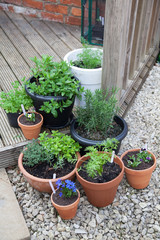 Herb Garden