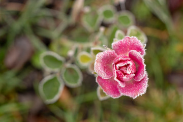 Winter in the garden. Hoarfrost on the petals of a pink rose