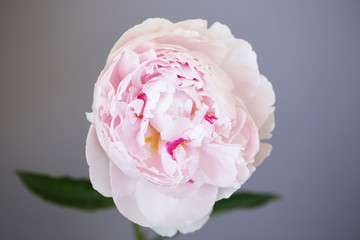 Light Pink Peonies Photos Royalty Free Images Graphics Vectors 6 445 Results For Light Pink Peonies In All