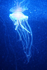 Fototapeta premium jelly fish