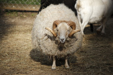 Ein Schaf auf dem Bauernhof