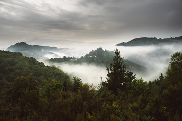 Misty landscape with fir forest 