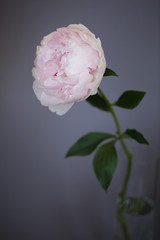 Peony pink flower close up on grey background photo