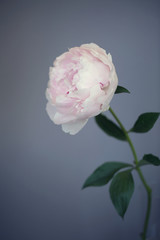 Peony pink flower close up on grey background photo
