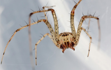 Spider Close Up