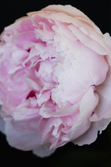 Peony pink flower close up on black background photo