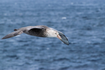 Southern Giant Petrel