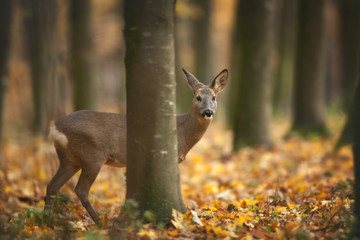 European Roe Deer hiding in autumnal Forest