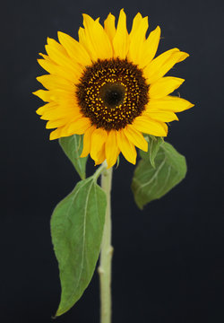 Beautiful sunflower close up macro photo on colored background