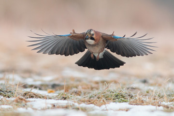 Birds - Jay (Garrulus glandarius)