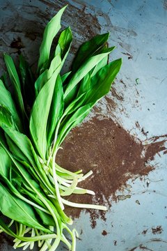 Fresh ramsons (wild garlic) leaves