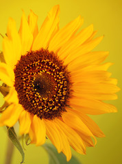 Obraz premium Beautiful sunflower close up macro photo on colored background