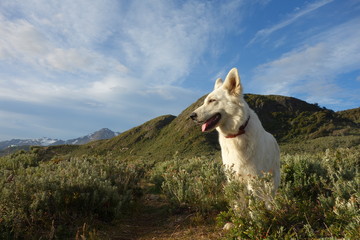 Dog