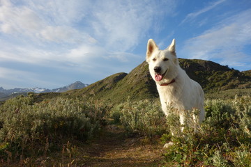 Dog