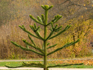 Araucaria du Chili (Araucaria araucana) ou désespoir des singes. Une espèce de conifère...