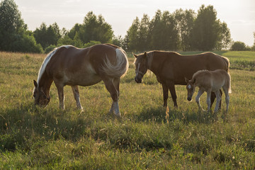 Naklejka na ściany i meble horses in the field 