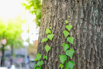 Nature backaground and wallpaper concept. Close up of green leaf climber on trunk tree inthe city park.