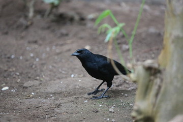 fotografias de aves varias 