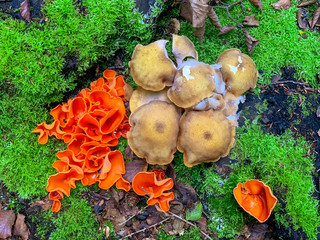 Pilze im Wald