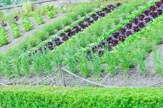 Rows of organic lettuce, marigold flowers in a vegetable garden, on a sunny summer day .