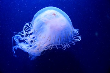 jellyfish