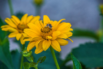 Bumblebee collects pollen on a yellow flower