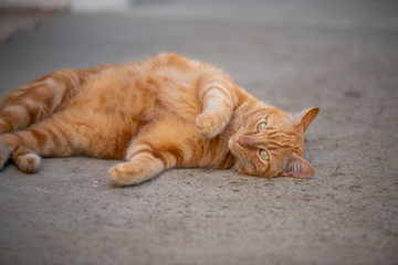 Chat roux se roulant par terre.