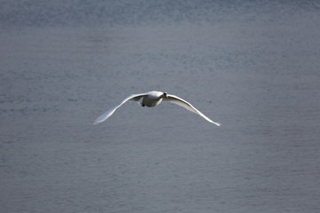 fotografias de aves varias 