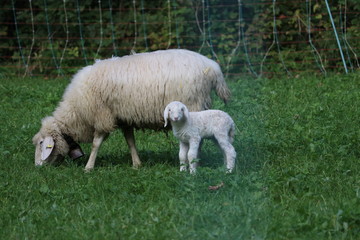 Lamm