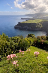 flower at the azores coast line