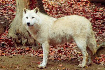 White wolf in forest