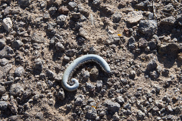 Giant Millipedes - Orthoporus ornatus