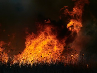 Fototapeta na wymiar big flames on field during fire