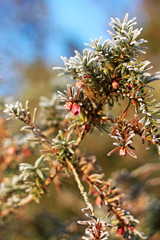 European yew (Taxus baccata)