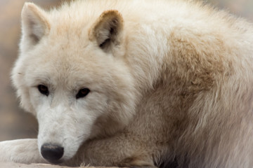 Obraz premium White wolf in forest