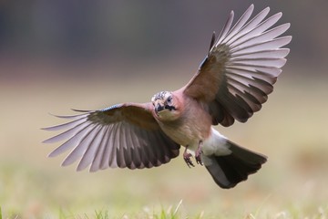 Birds - Jay (Garrulus glandarius)