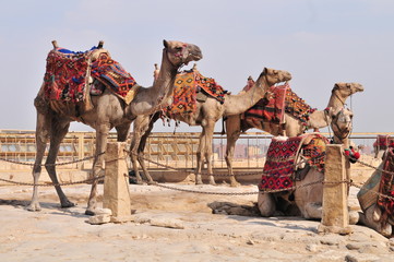 Camels nearby the Pyramids of Giza, Egypt