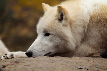 Obraz premium White wolf in forest