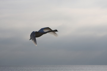 fotografias de aves varias 