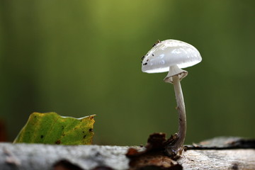 ein weißer Pilz auf Baumstamm