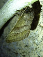 Fox Moth, female, Macrothylacia rubi